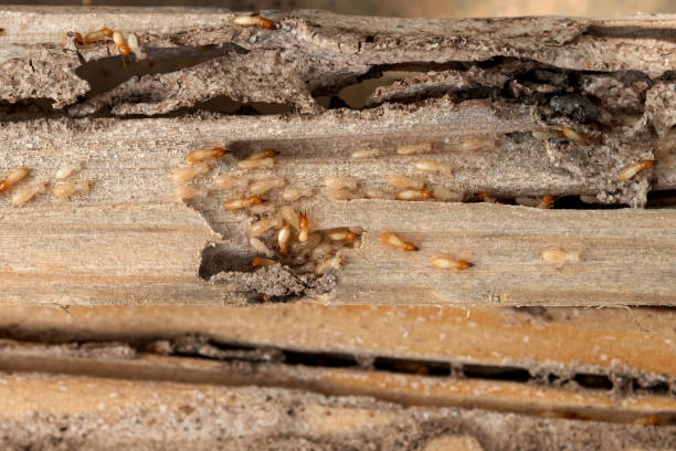 Best Termite Control Services  in Sulphur, LA